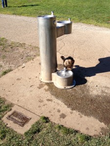 My dog drinking out of the famous"Giardia Fountain" 